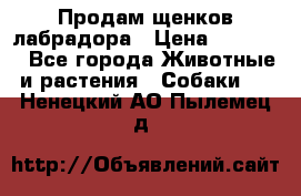 Продам щенков лабрадора › Цена ­ 20 000 - Все города Животные и растения » Собаки   . Ненецкий АО,Пылемец д.